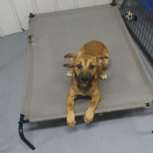 Magoffin County Animal Shelter Dog